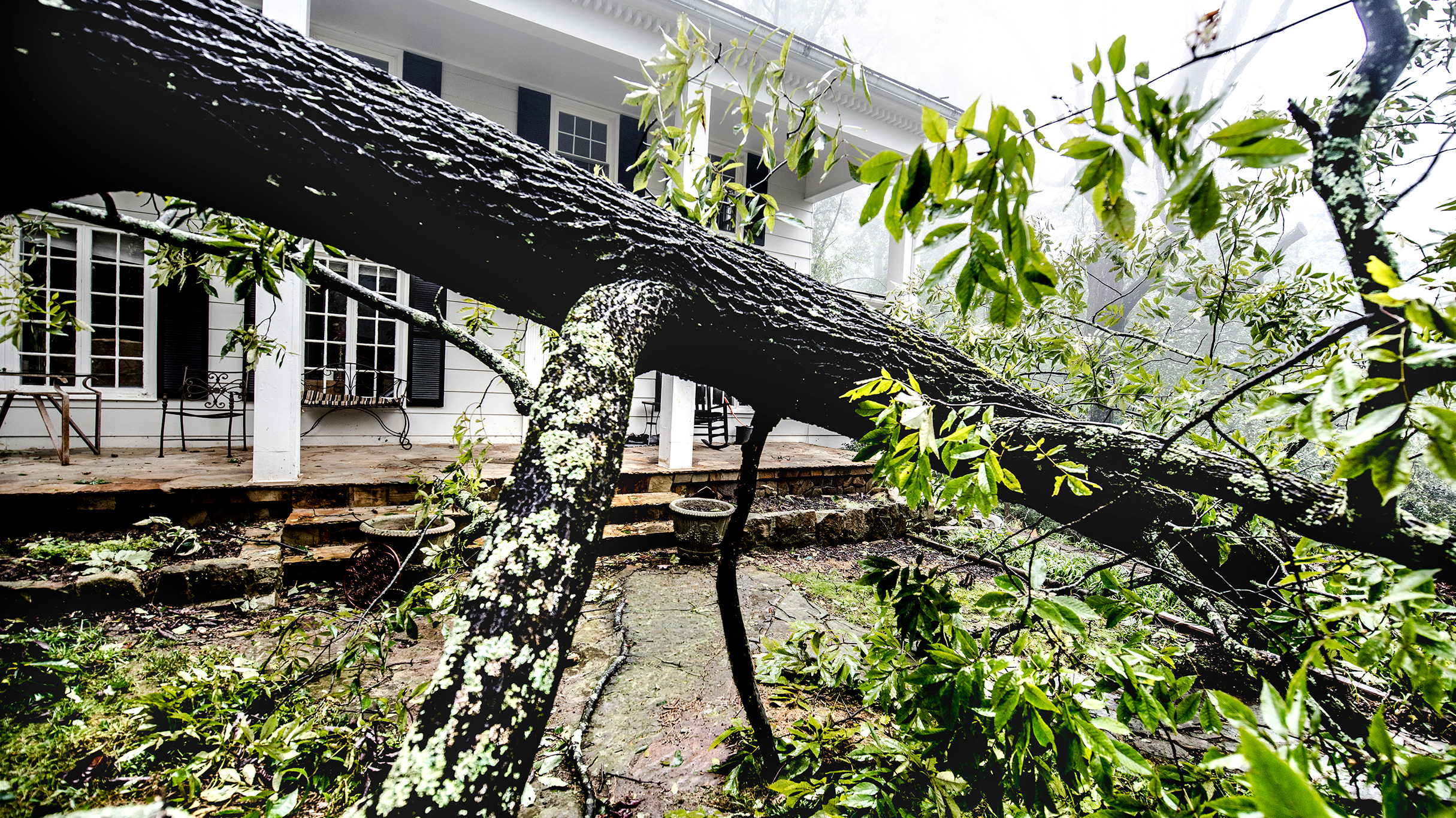 arbre abattu devant une maison