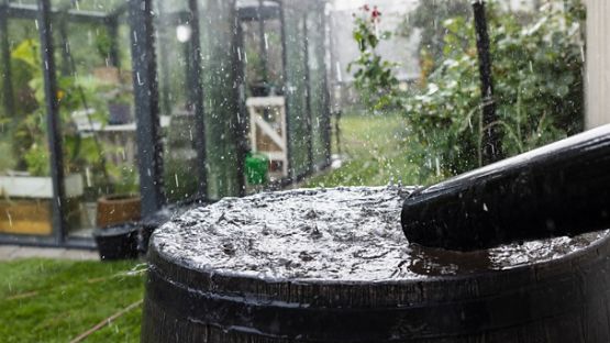 Rain barrel collecting rain water from downspout.