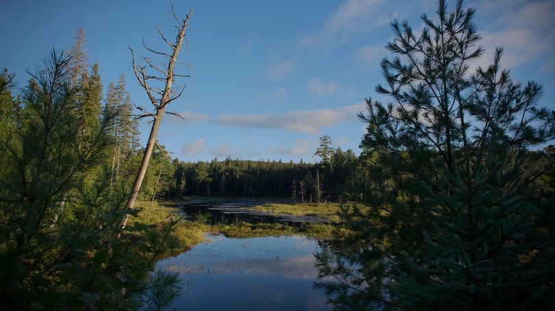 An idyllic shot of a river with trees standing along its banks