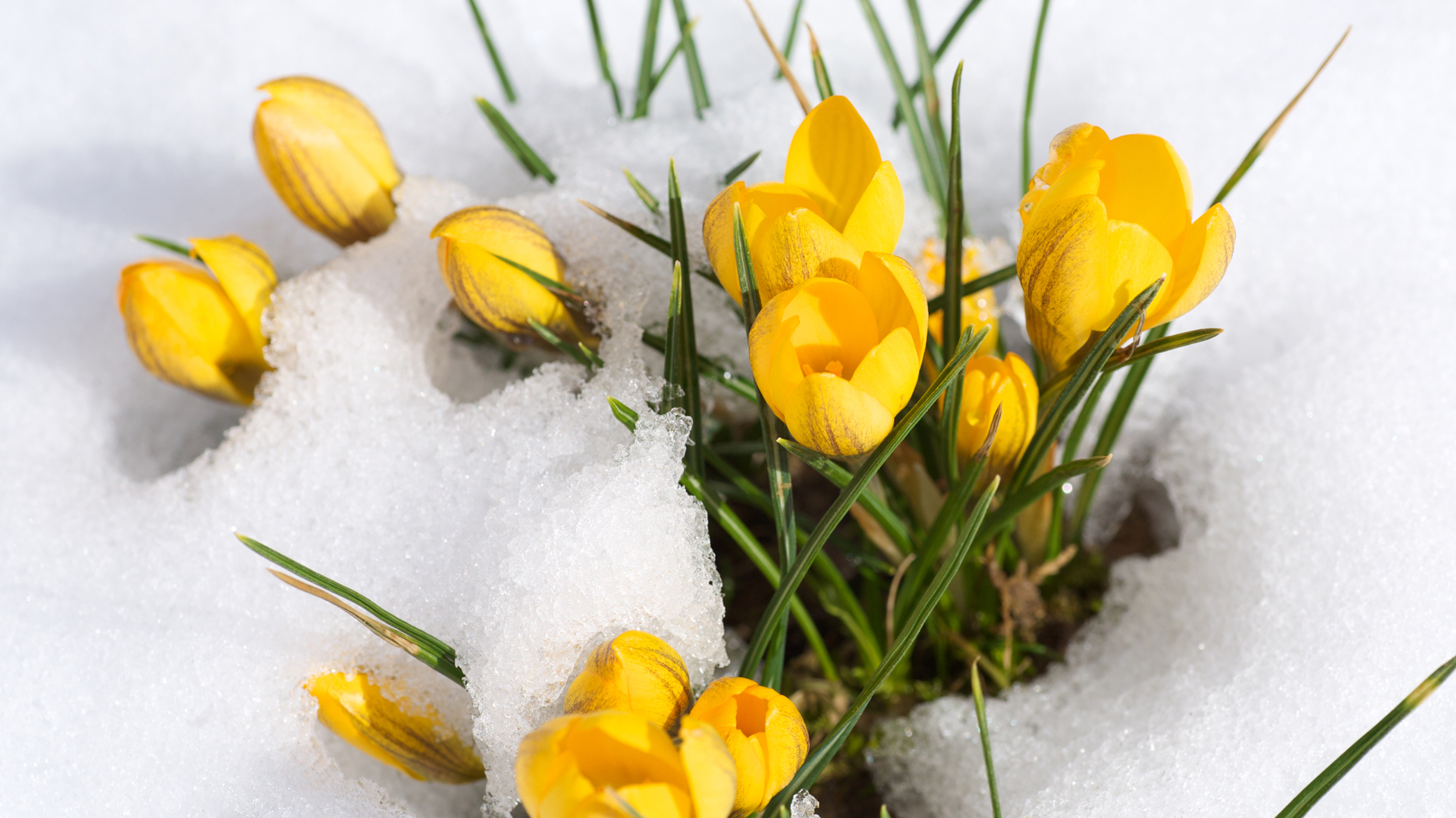 Tulipes jaunes dans la neige