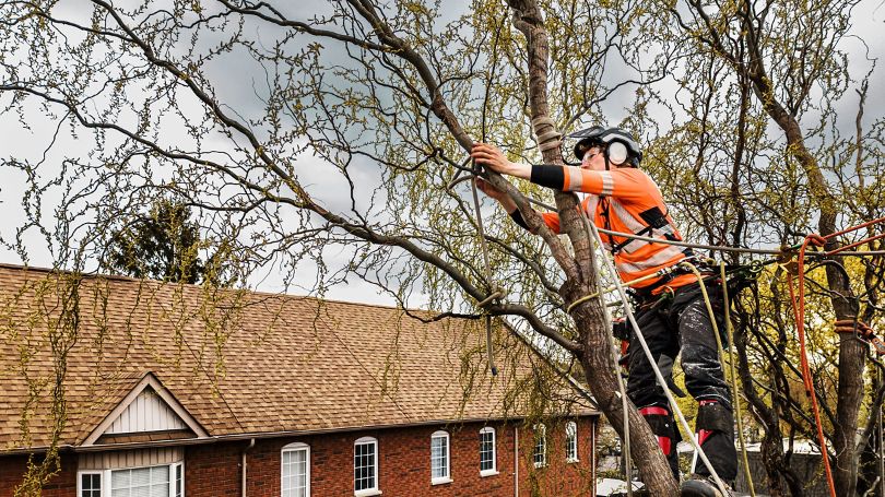 A young man cutting down a tree in front his home