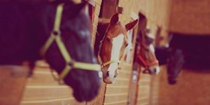 Assurance Cheval En Selle Avec Confiance