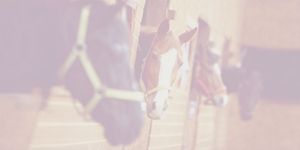 Equine / Horse Insurance Quotes | Aviva Canada