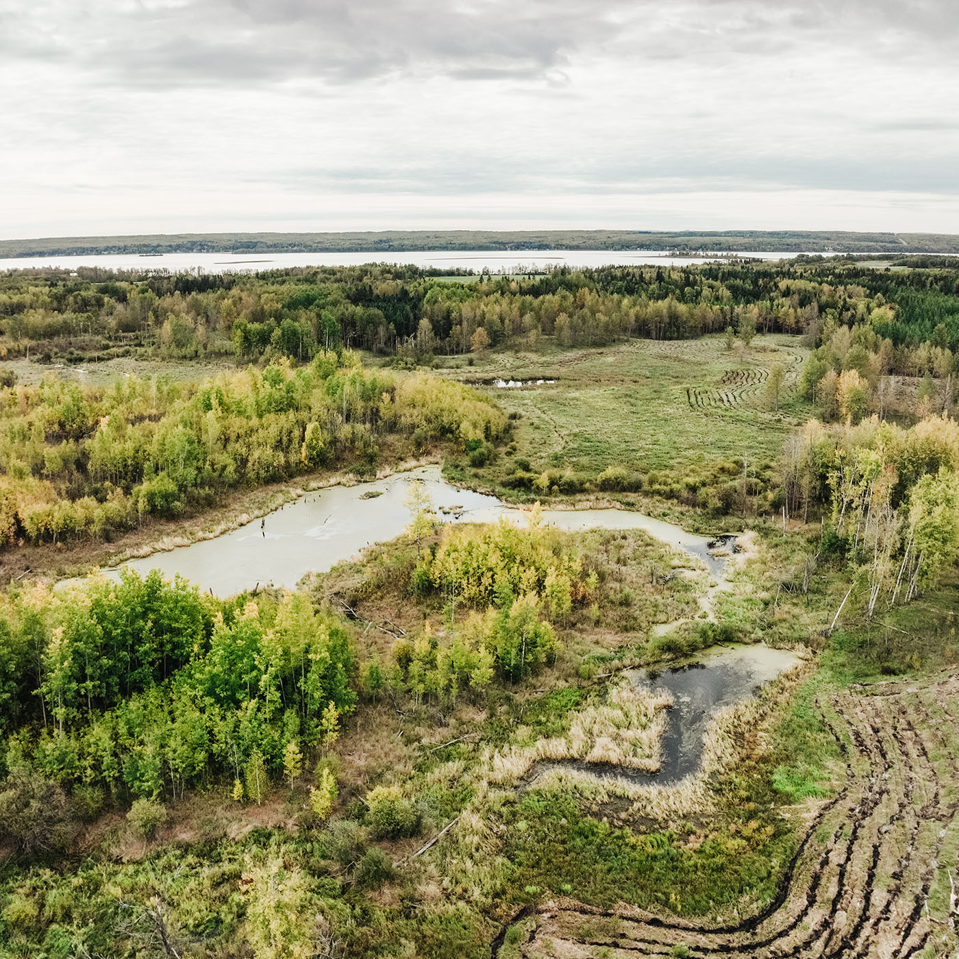 Drone shot of forest and wetland in Alberta, Canada.