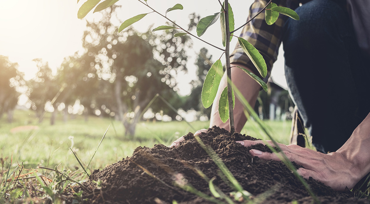 Un jeune homme plantant un arbre alors qu?il s?occupe de son Jardin.