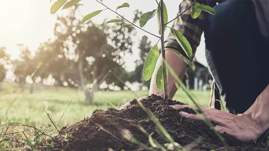 Man planting tree