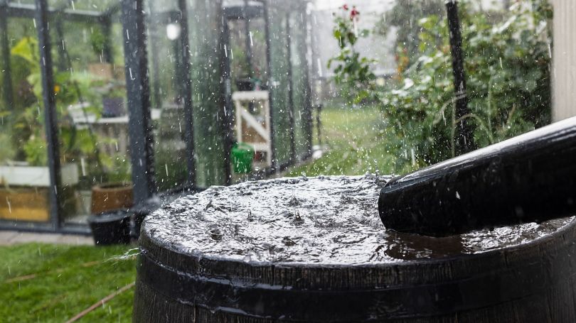 Rain barrel collecting rain water from downspout.